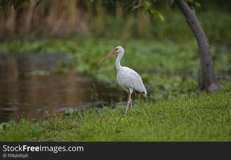 White Ibis