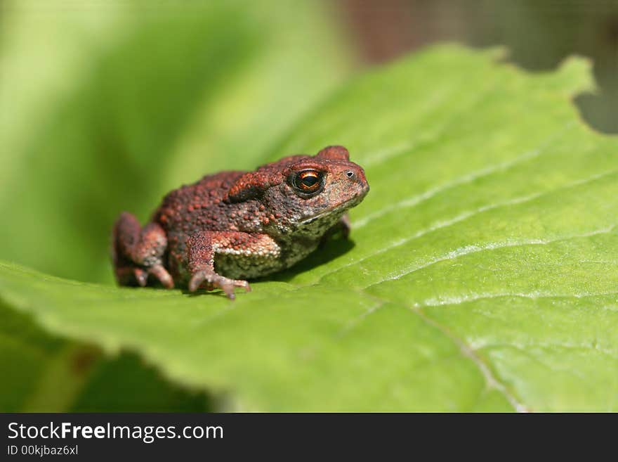 Toad on leaf