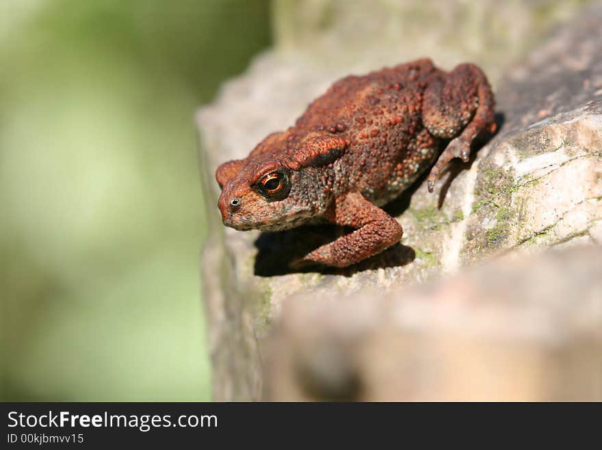 Toad on stone