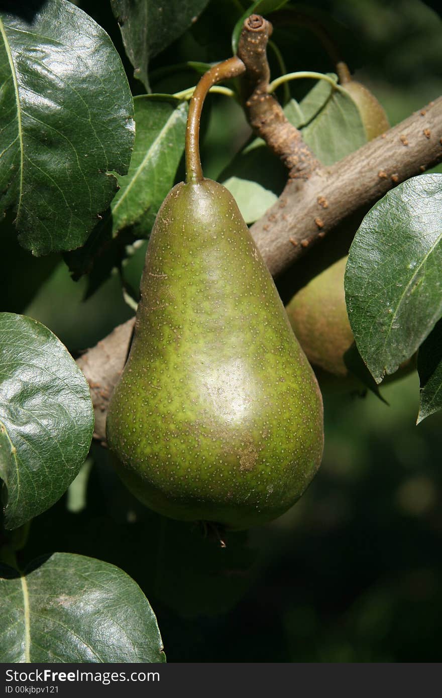 Single pear ripe amd ready for harvest in an orchard. Single pear ripe amd ready for harvest in an orchard.
