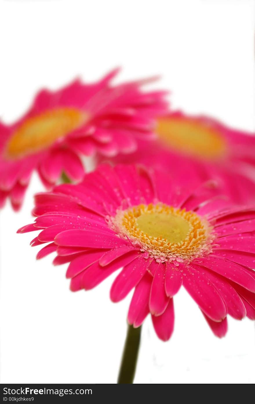 Three pink gerbers isolated on white background