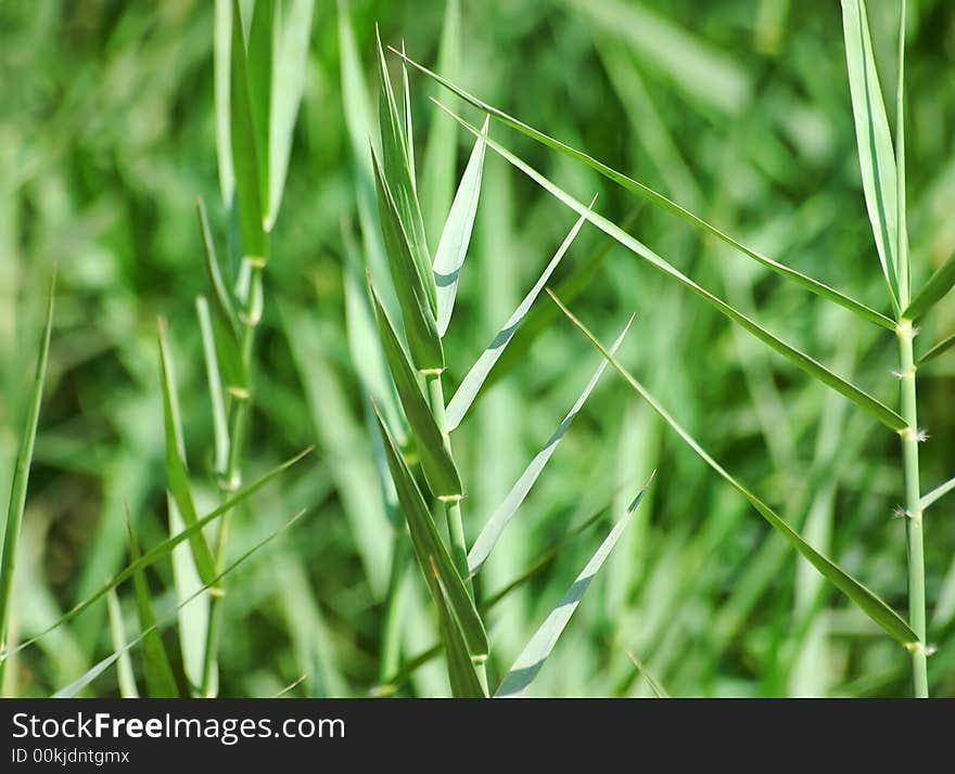 Green grass, close-up image