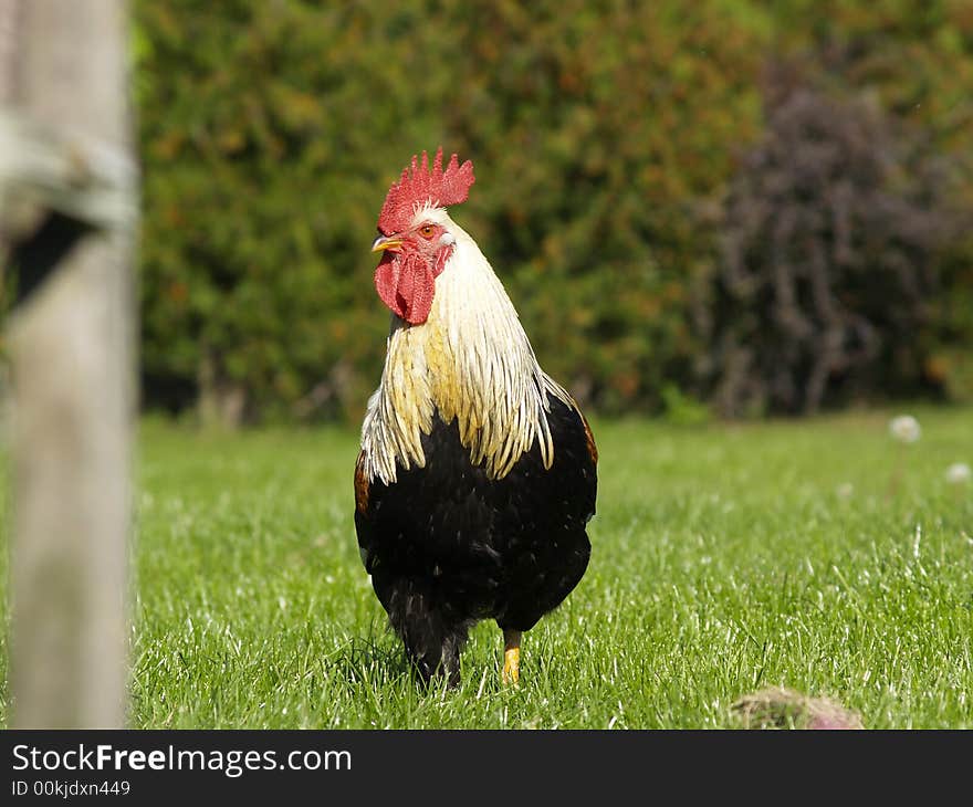 Rooster on green grass