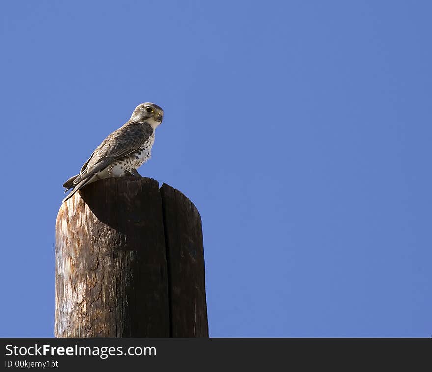 Feeding Prairie Falcon