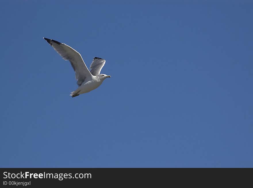 Seagull