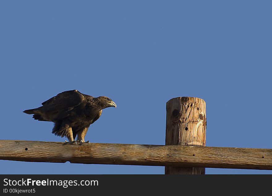 Golden Eagle