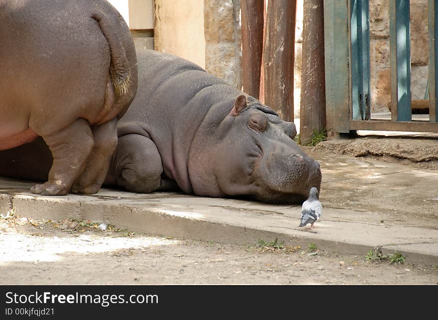 2 hippos in garden with pigeon