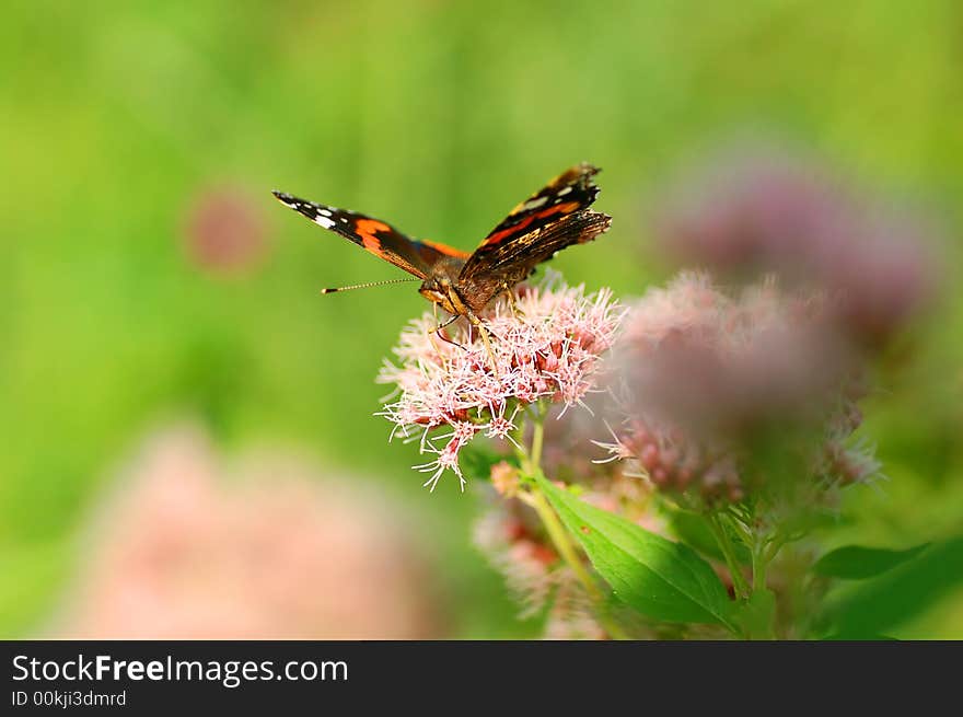 Bright image of beautiful BUTTERFLY sitting on flower ready to take off