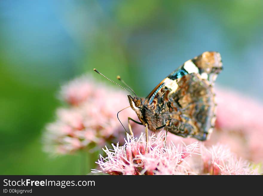 Bright image of beautiful BUTTERFLY sitting on flower ready to take off