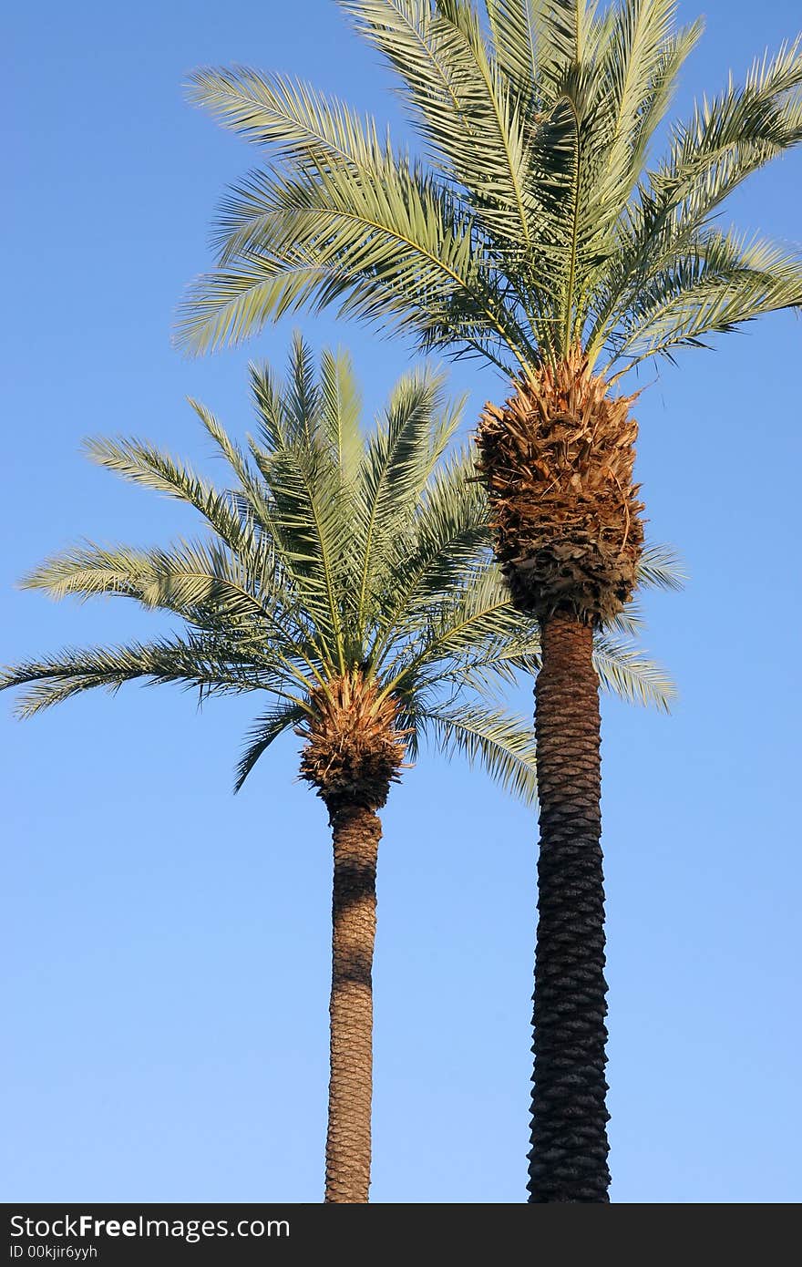 Two palm trees silhouetted against a blue sky. Two palm trees silhouetted against a blue sky.