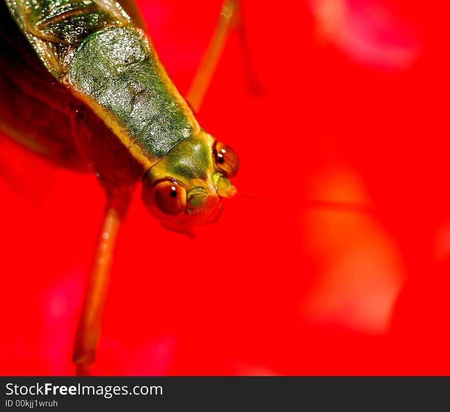 Macro Close up Of green Grasshoppers Face on red Rose. Macro Close up Of green Grasshoppers Face on red Rose