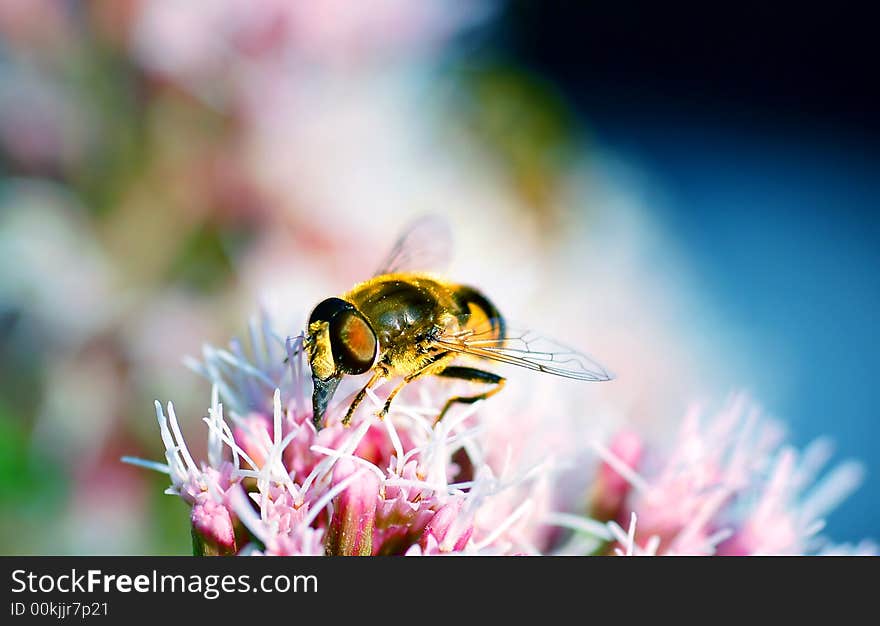 Bright photo of BEE working on flower. Bright photo of BEE working on flower