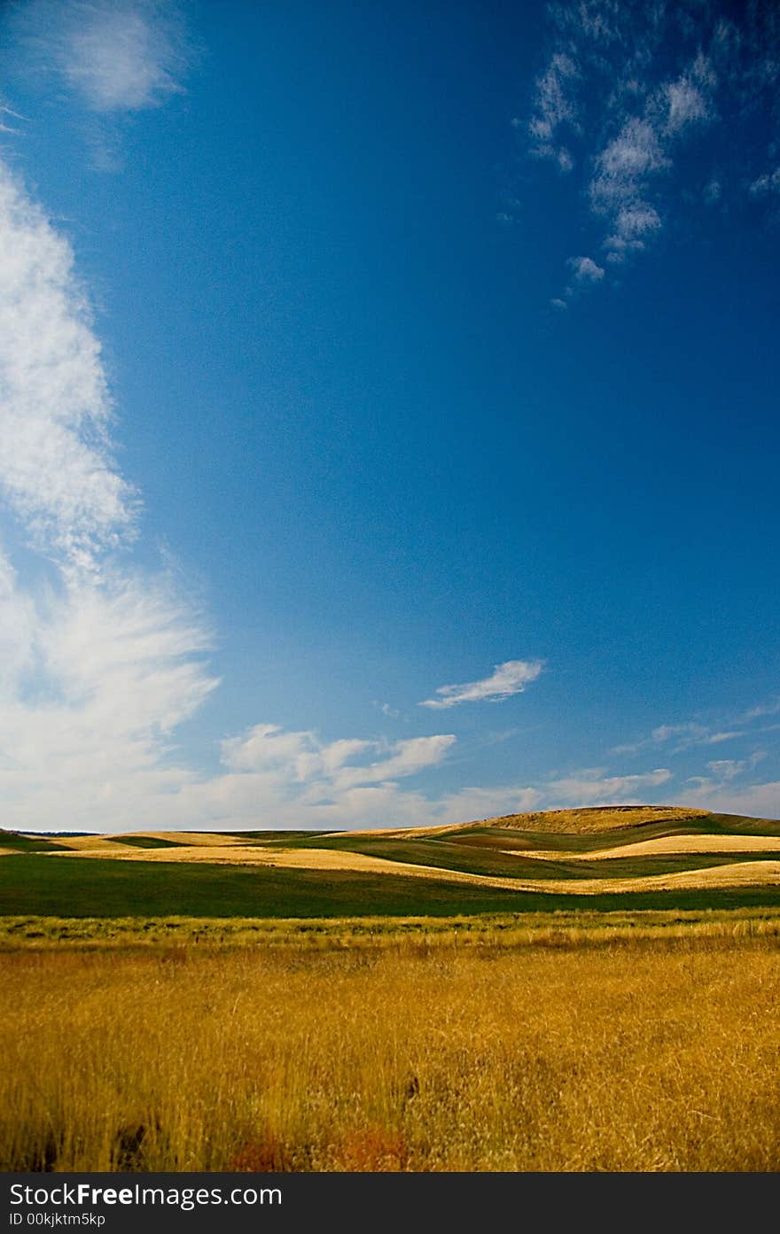 Wheat Field