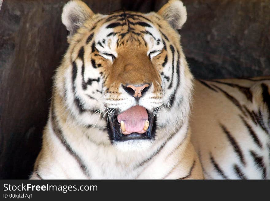 Portrait of a siberian tiger in the zoo. Portrait of a siberian tiger in the zoo