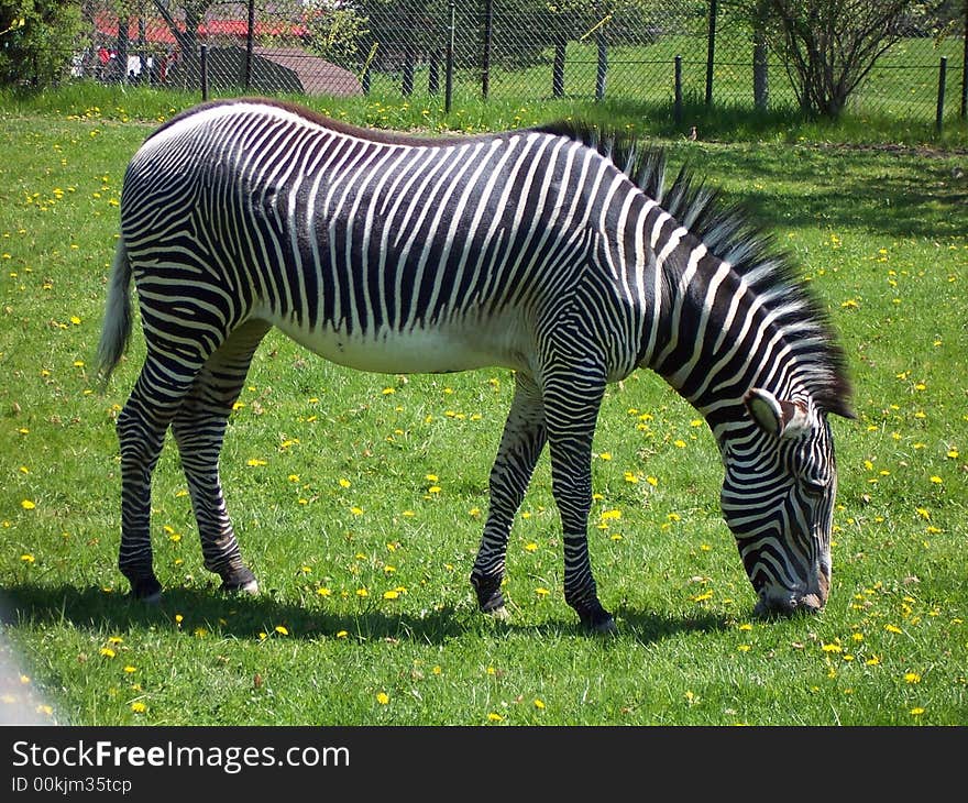 Zebra is pasturing on green field