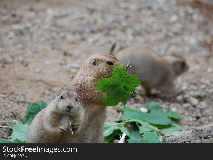 Prairie dogs