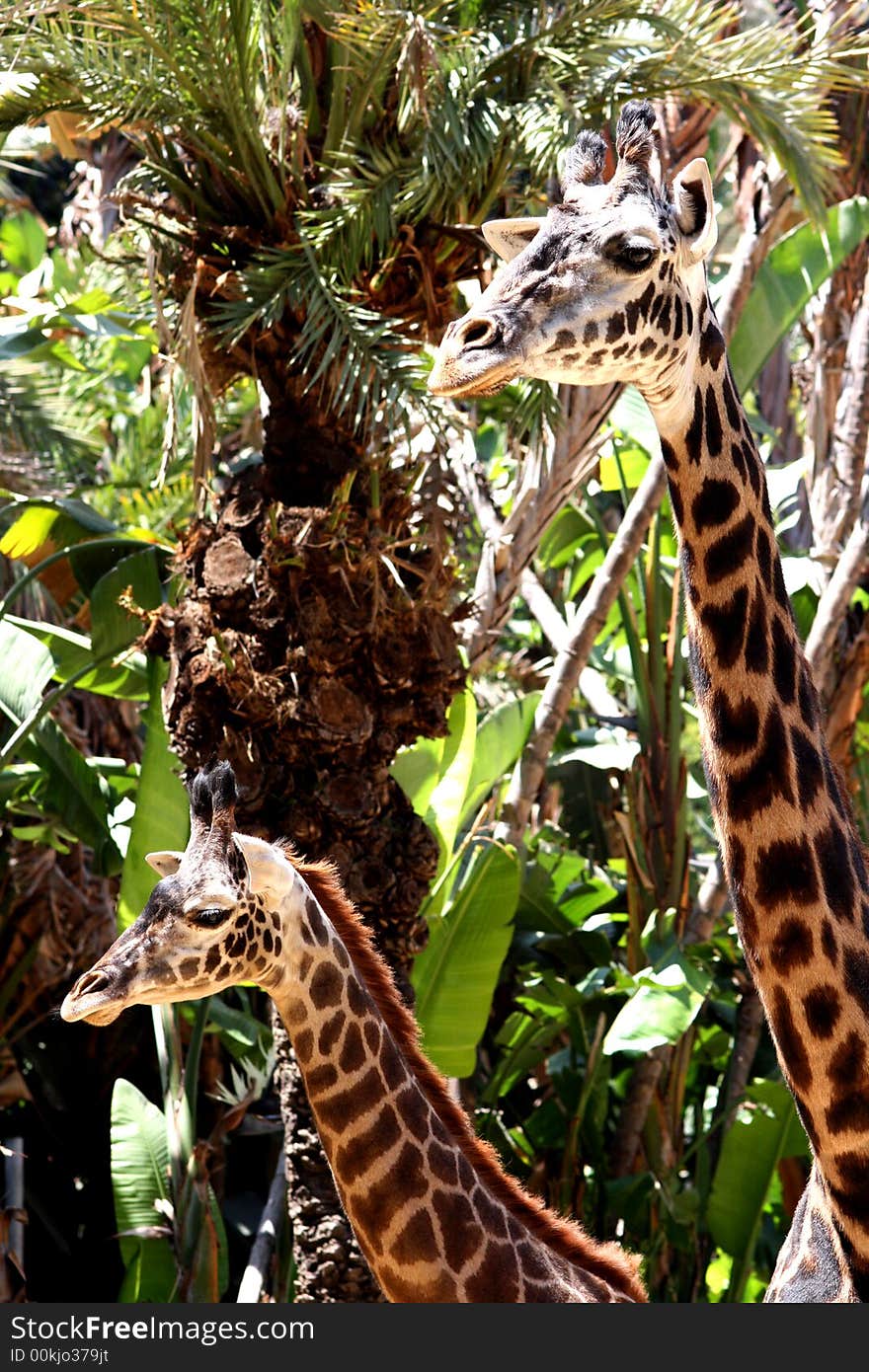 A Pair of giraffs blending in their environment. A Pair of giraffs blending in their environment.