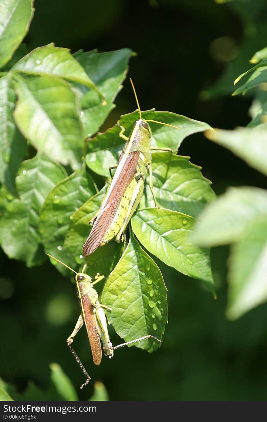 Two grasshoppers on a green leaf