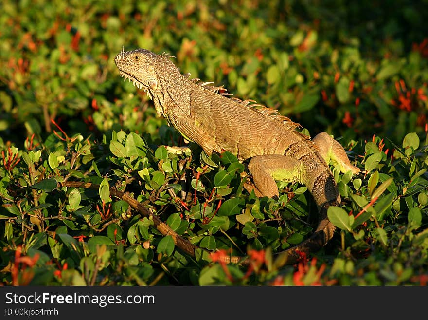 Mexican Iquana in Ixtapa Mexico sunning himself on top of a flowering hedge. Mexican Iquana in Ixtapa Mexico sunning himself on top of a flowering hedge.