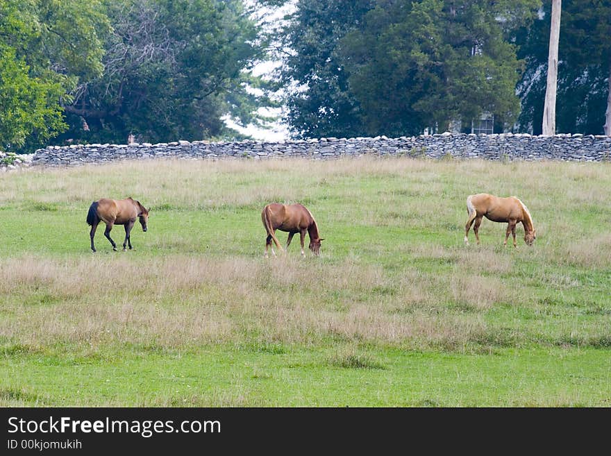 Wide shot of three horses grazing in a field. Wide shot of three horses grazing in a field.