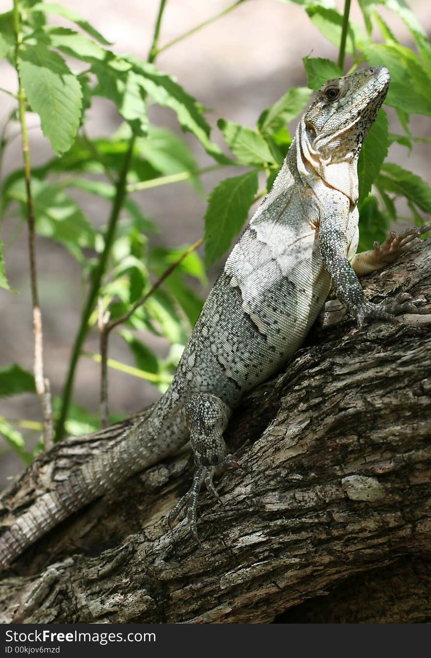 Tree Lizard