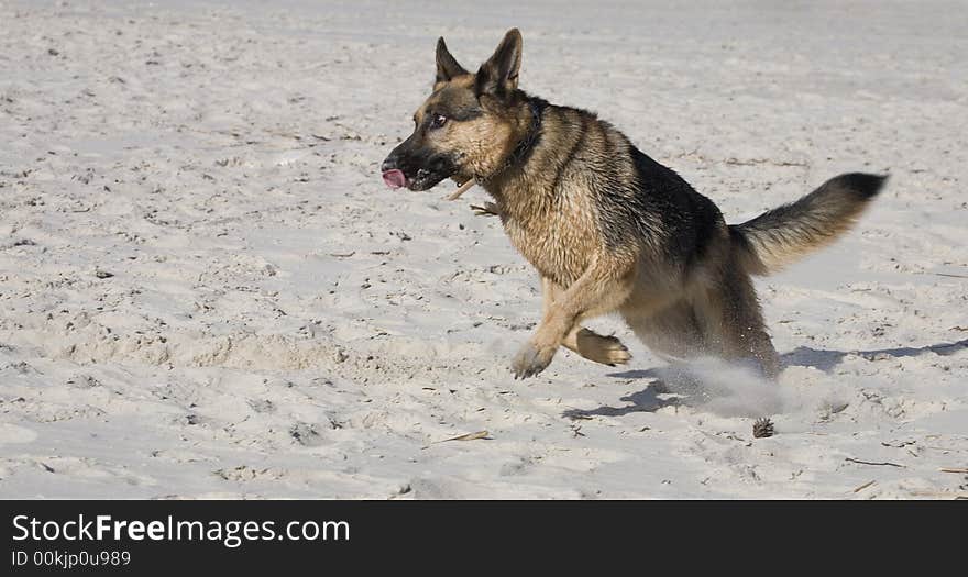 Dog german shepherd play on the beach. Dog german shepherd play on the beach