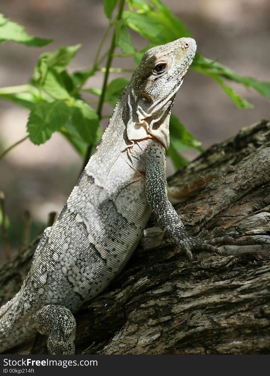 Iguana