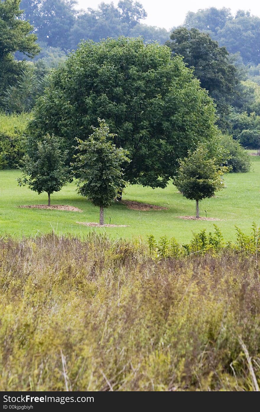 Large tree with three satellite trees. Large tree with three satellite trees.