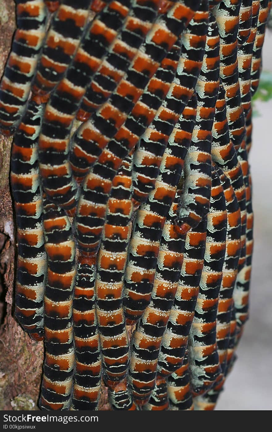 These caterpillars are covering the trunk of a tree. There are hundreds of them all lined up next to each other. These caterpillars are covering the trunk of a tree. There are hundreds of them all lined up next to each other