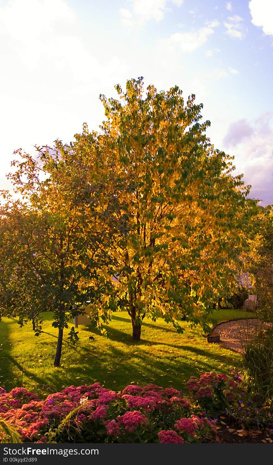 Picture of an Autumn three