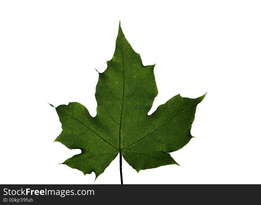 Maple leaf