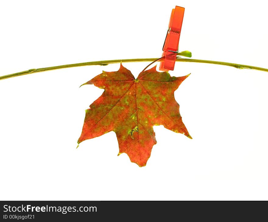 Composition on white background:  color autumn leaf