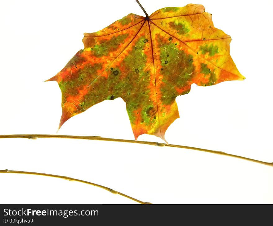 Composition on white background:  color autumn leaf