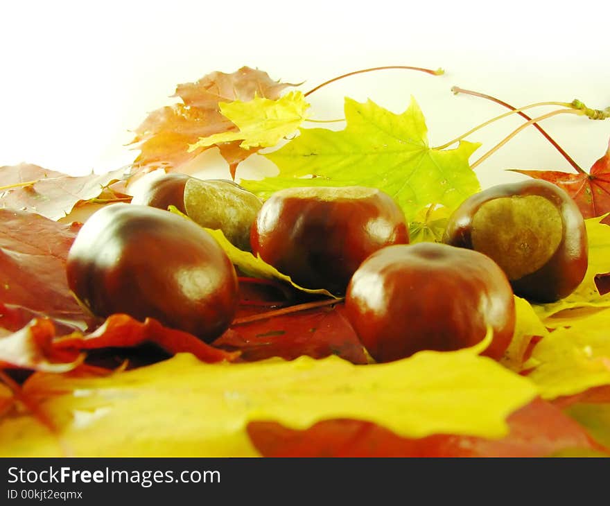 Chestnuts on autumn leaves