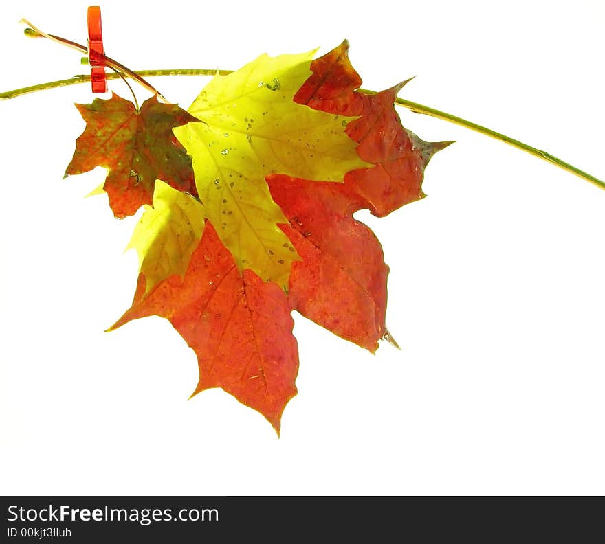 Composition on white background: color autumn leaves