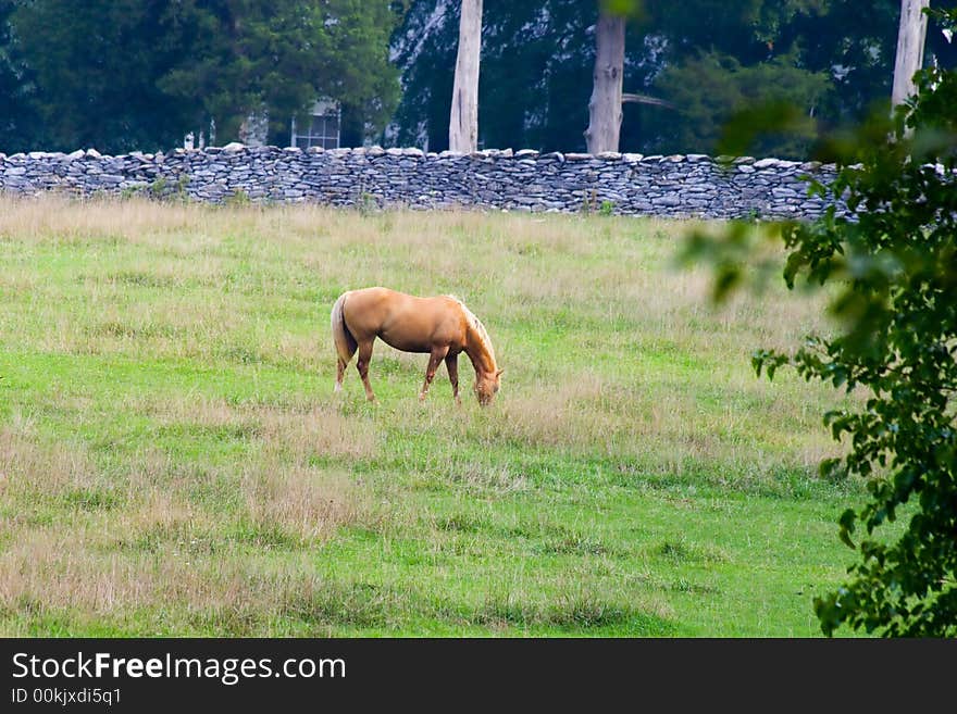 Beautiful light brown horse grazing alone in a field. Beautiful light brown horse grazing alone in a field.