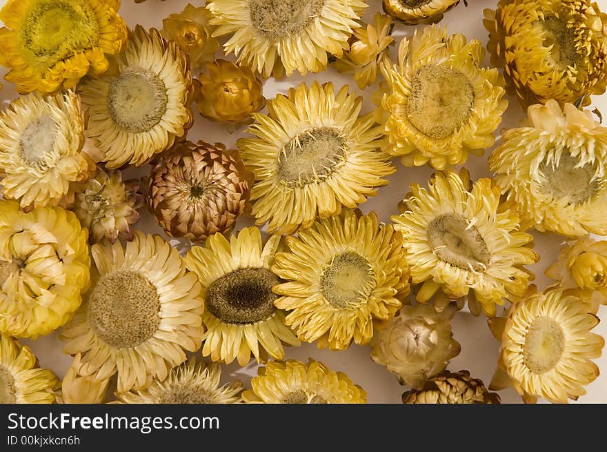 Background of many yellow flowers. Background of many yellow flowers