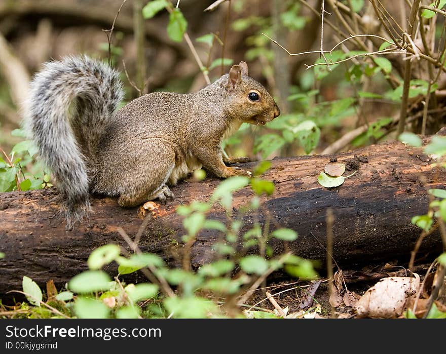 Squirrel In The Wild