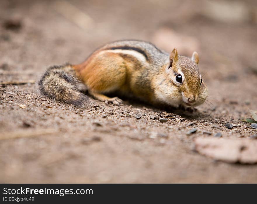 Chubby Cheek Chipmunk