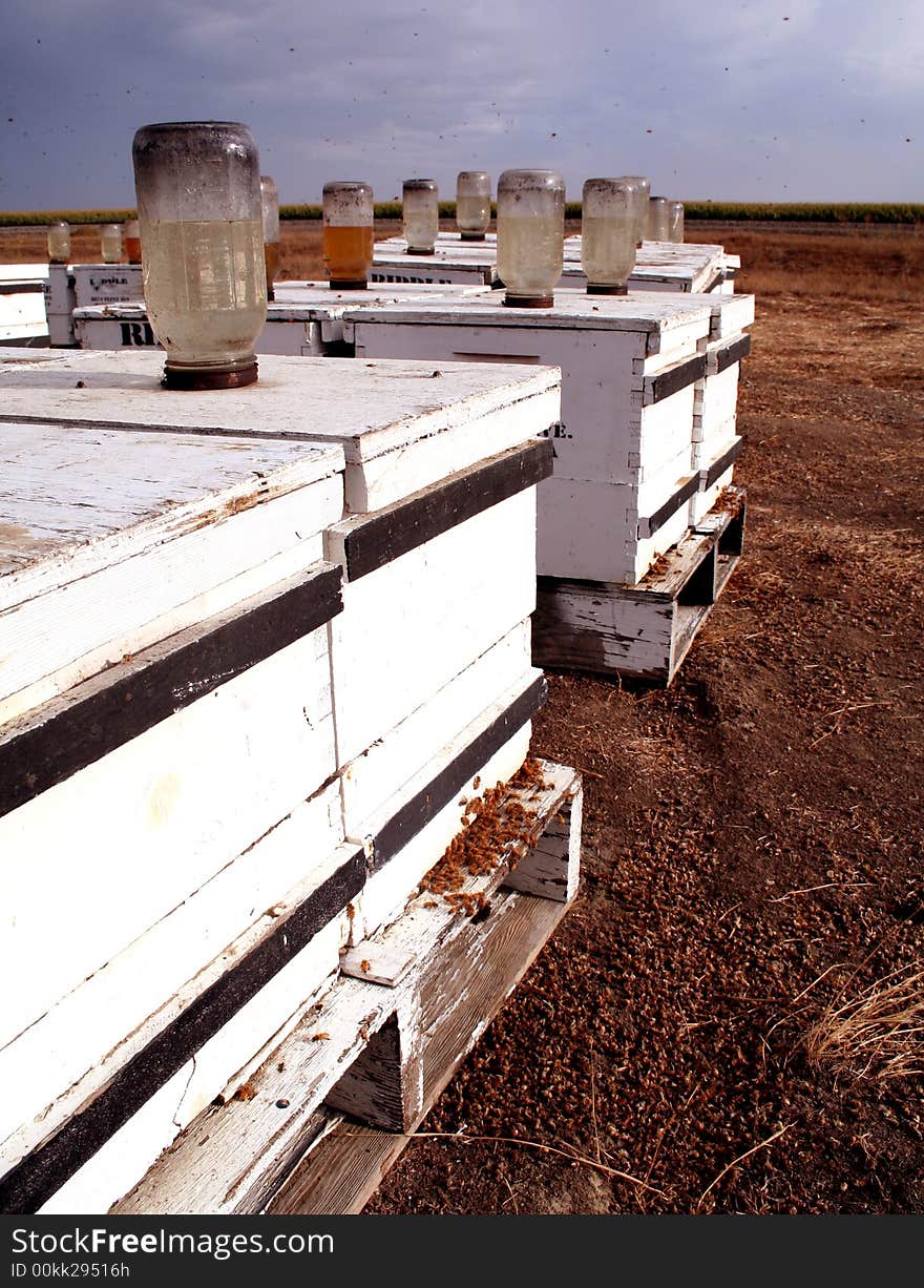 White bee boxes -- commercial beehives, fitted with jars of sugar water -- stand in an open field near a crop of ripening maize while bees fill the air and ground around them.