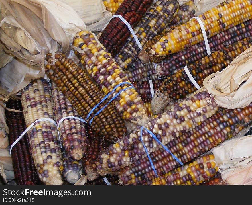 Fresh Indian Corn Bundled in a Supermarket