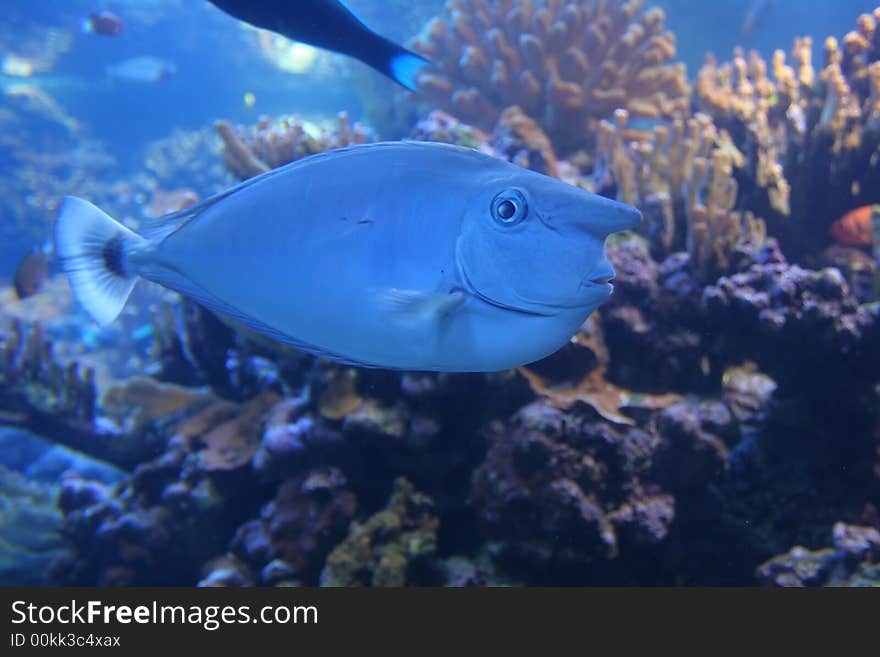 Whitemargin Unicornfish in Maui tropical waters