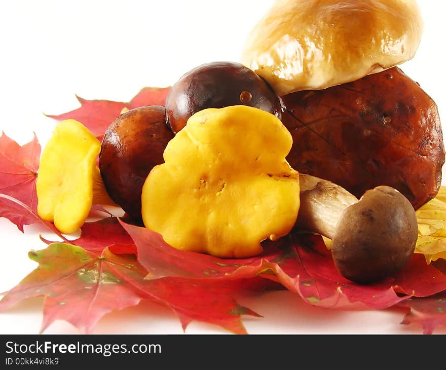 Mushrooms On Color Leaves