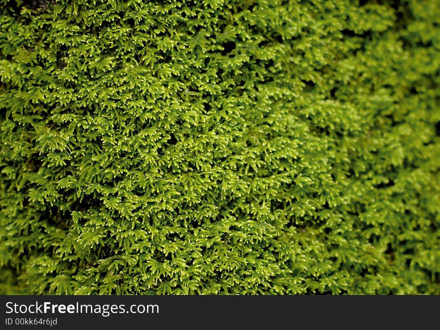 Green moss in the forest