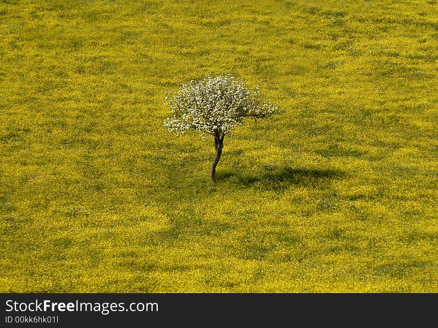 Meadow full of yellow flowers in Sardinia. Meadow full of yellow flowers in Sardinia