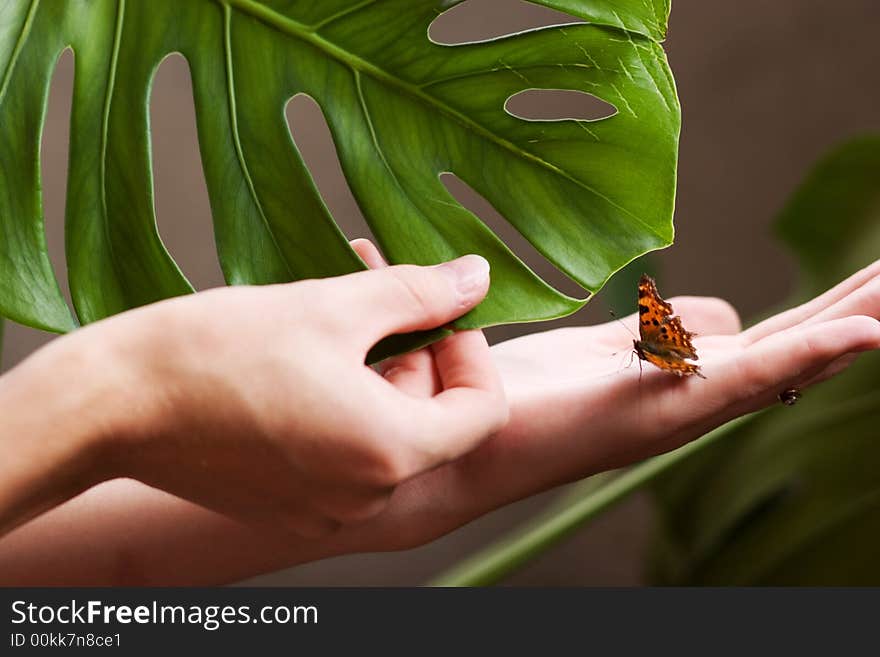 Butterfly and leaf in woman's hands . Butterfly and leaf in woman's hands