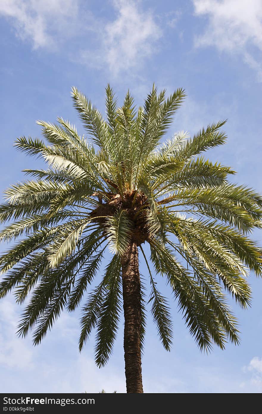 Top of a single palm tree