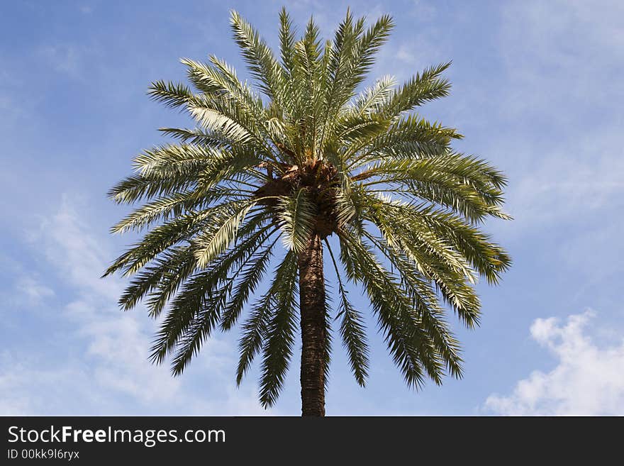 Top of a single palm tree