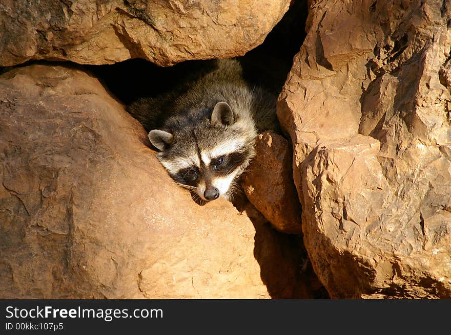 A funny racoon hidden under a rock shelter. A funny racoon hidden under a rock shelter