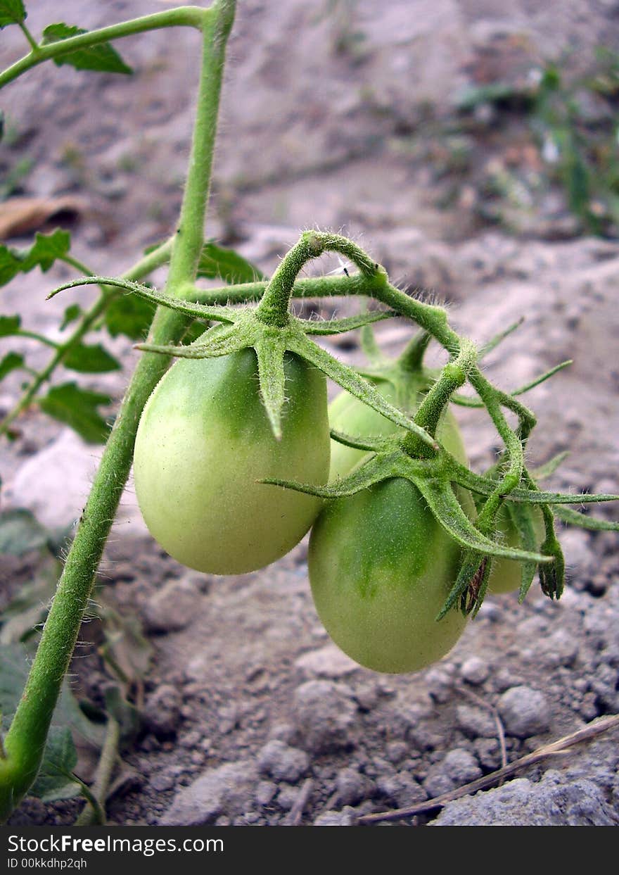 Tomatoes picture on the sand